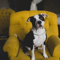 wagenkull-pulmad-valdur-rosenvald-021